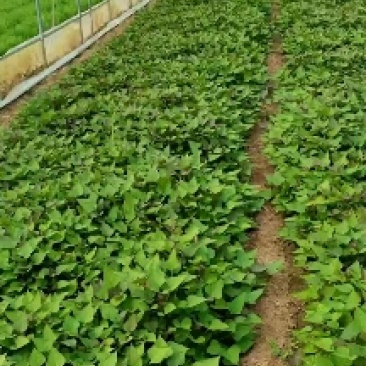 河北红薯苗西瓜红龙薯九商薯19品种齐全自产自销量大从优