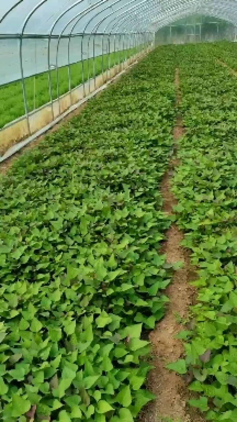 河北红薯苗西瓜红龙薯九商薯19品种齐全自产自销量大从优