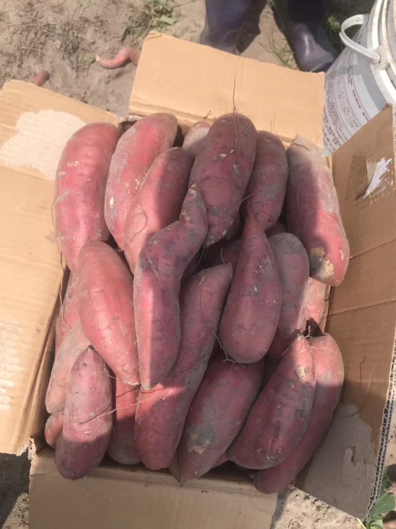 精品红薯广东湛江红薯一点红红薯规格齐全产地批发