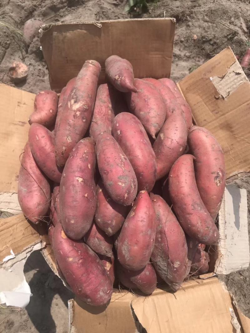 精品红薯广东湛江红薯一点红红薯规格齐全产地批发
