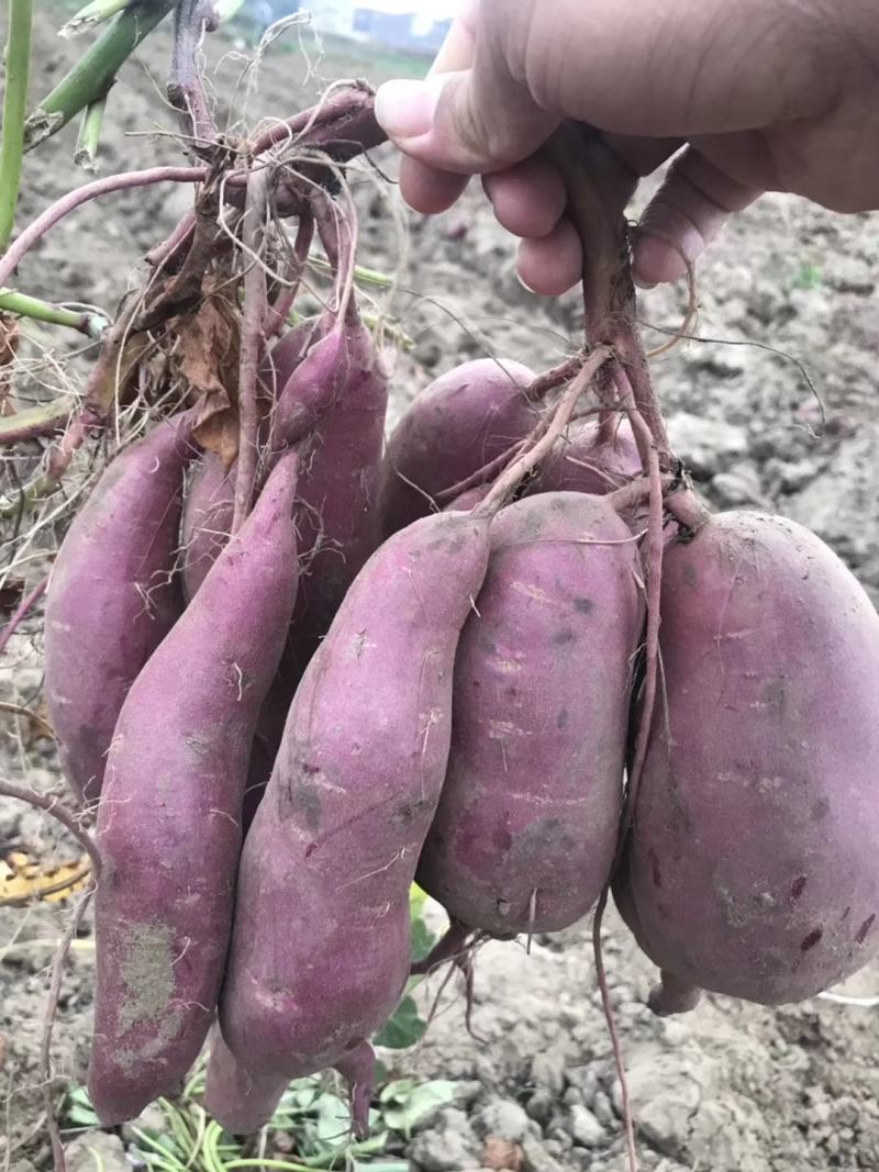 精品红薯广东湛江红薯一点红红薯规格齐全产地批发
