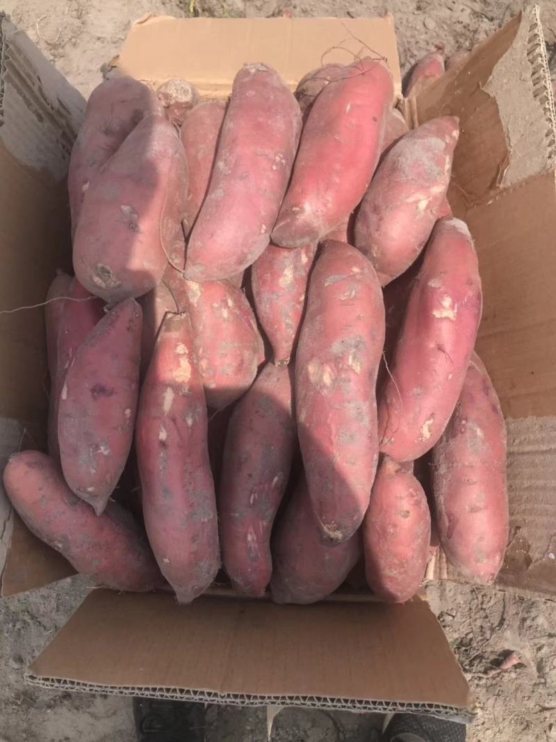 广东红薯一点红红薯规格齐全产地直发价格便宜量大