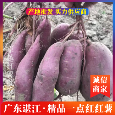 精品红薯广东湛江红薯一点红红薯规格齐全产地批发