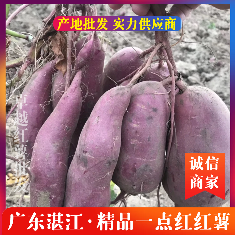 精品红薯广东湛江红薯一点红红薯规格齐全产地批发