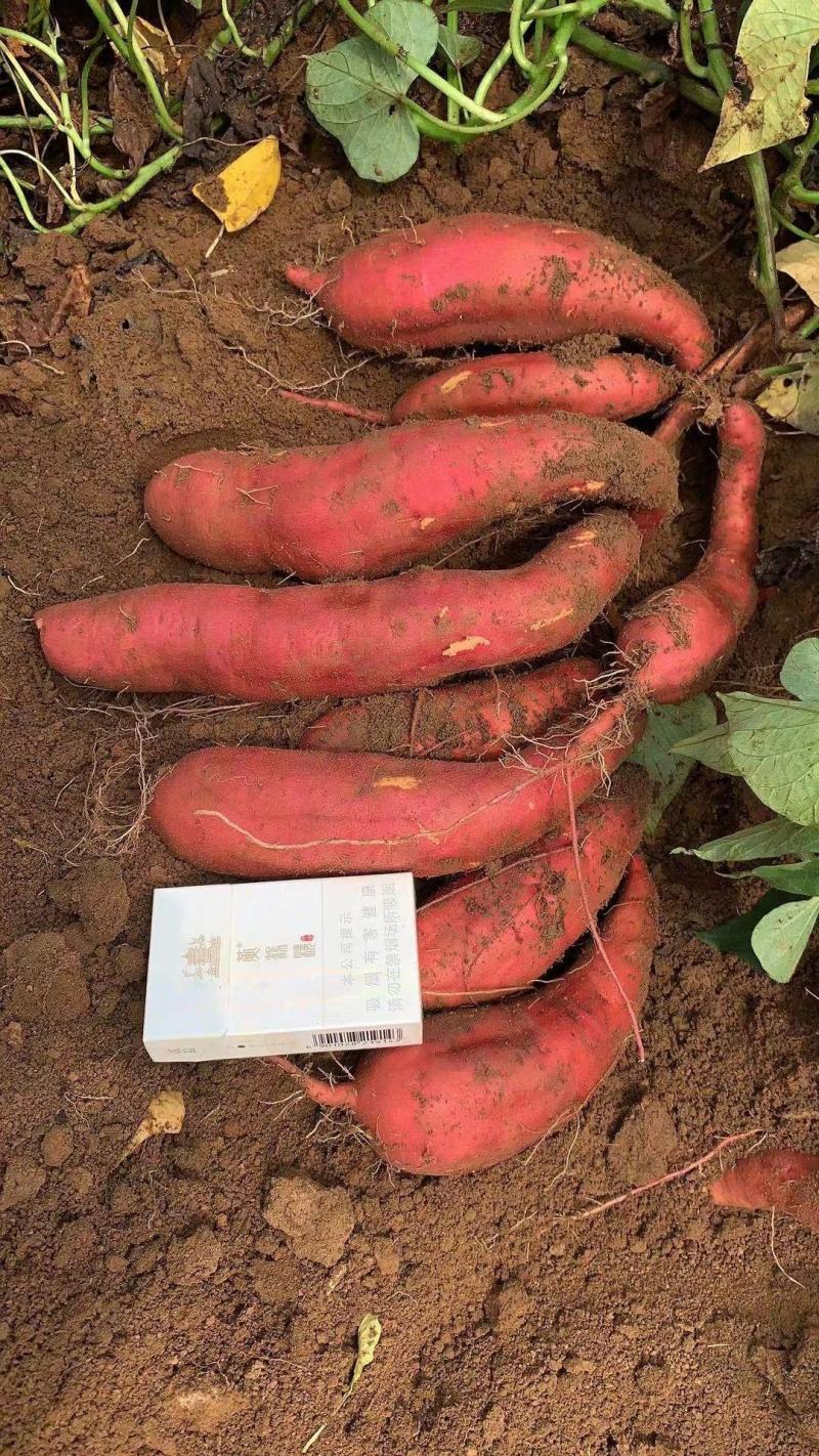 广东红薯黄沙地商品西瓜红红薯，现挖现发量大从优