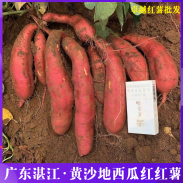 广东红薯西瓜红商品货外观好看现摘现出价格美丽