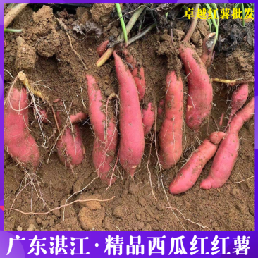 广东红薯黄沙地商品西瓜红红薯,现挖现发量大从优