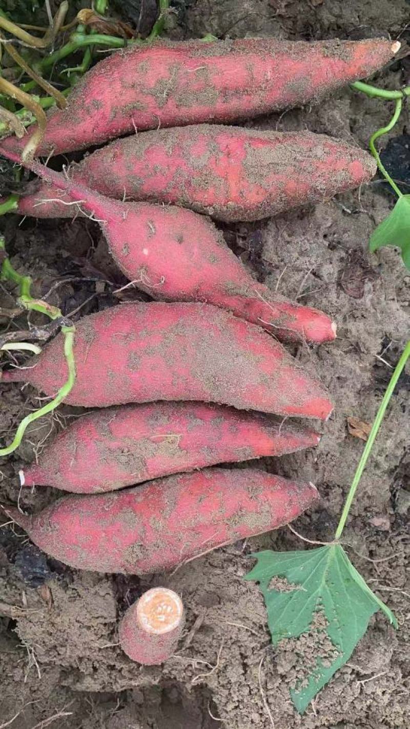 广东红薯莺歌红红薯产地现挖现卖规格齐全价格便宜