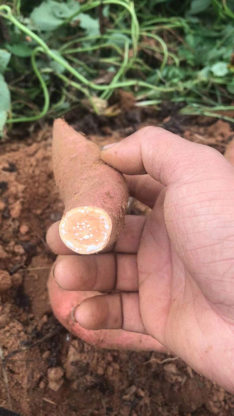 广东湛江莺歌红红薯产地现挖规格齐全优质红薯批发