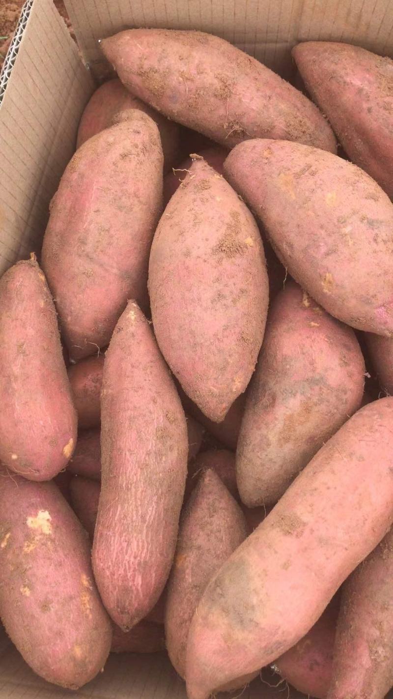 广东湛江莺歌红红薯产地现挖规格齐全优质红薯批发