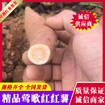 广东红薯莺歌红红薯产地现挖现卖规格齐全价格便宜