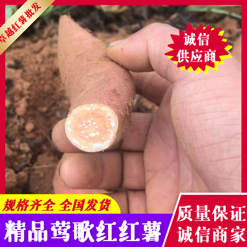 广东红薯莺歌红红薯产地现挖现卖规格齐全价格便宜