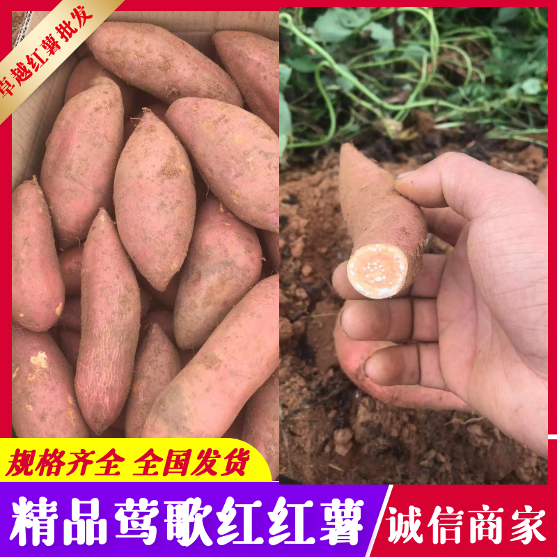 广东湛江莺歌红红薯产地现挖规格齐全优质红薯批发