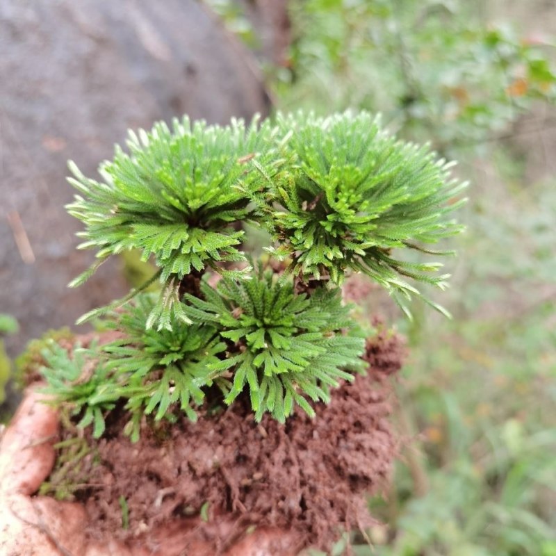 九死还魂草，大量有货，各种造型都有，批发更优惠