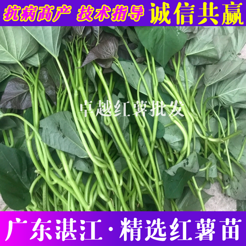优质广东红薯苗出产高品类齐全耐药性强免费技术指导