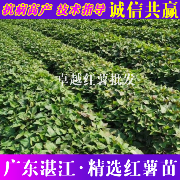 精选红薯种苗品类齐全出产量高视频看货免费技术指导