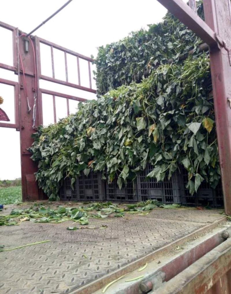 产地批发优质西瓜红红薯苗产量高耐病强后期指导种植