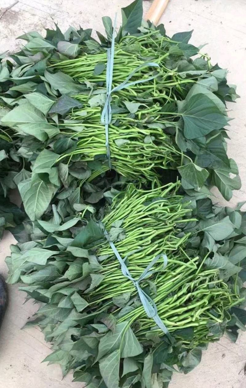产地批发优质西瓜红红薯苗产量高耐病强后期指导种植