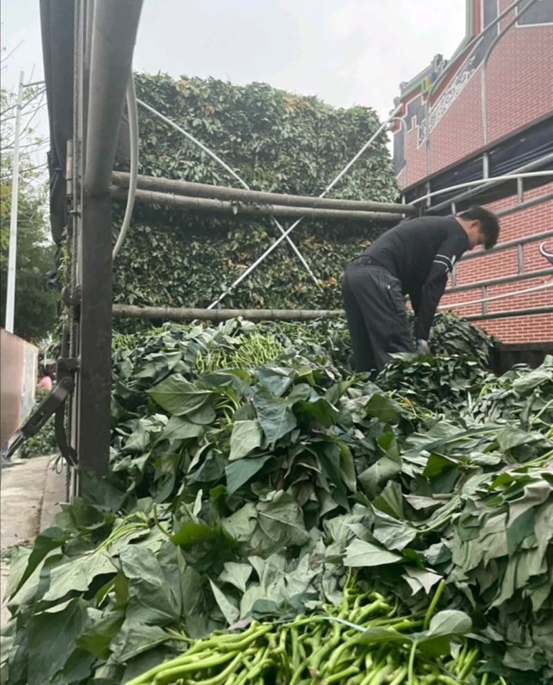 优质广东红薯苗出产高品类齐全耐药性强免费技术指导