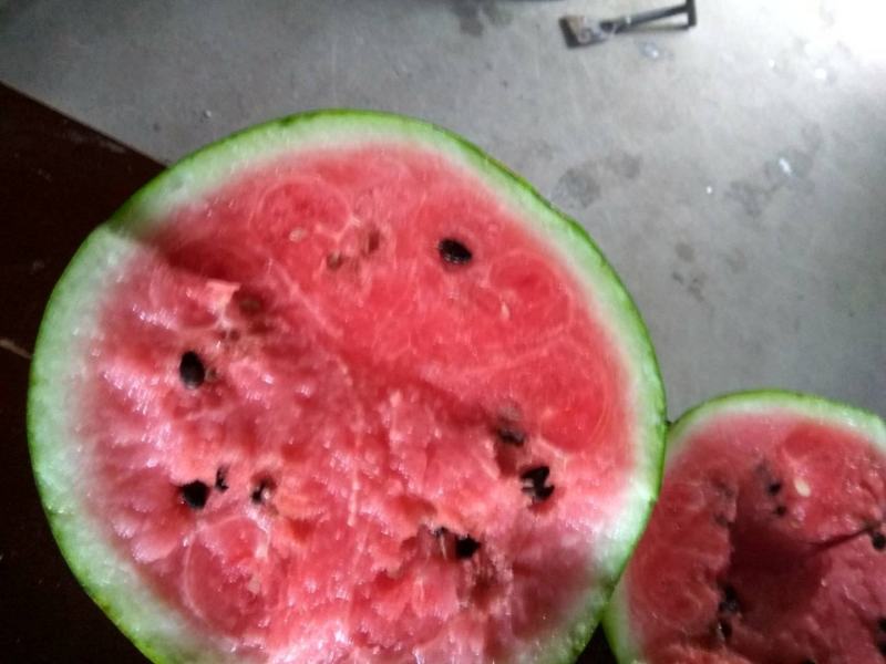 江苏东台8424，无籽美都，特小凤，站神四k大量上市