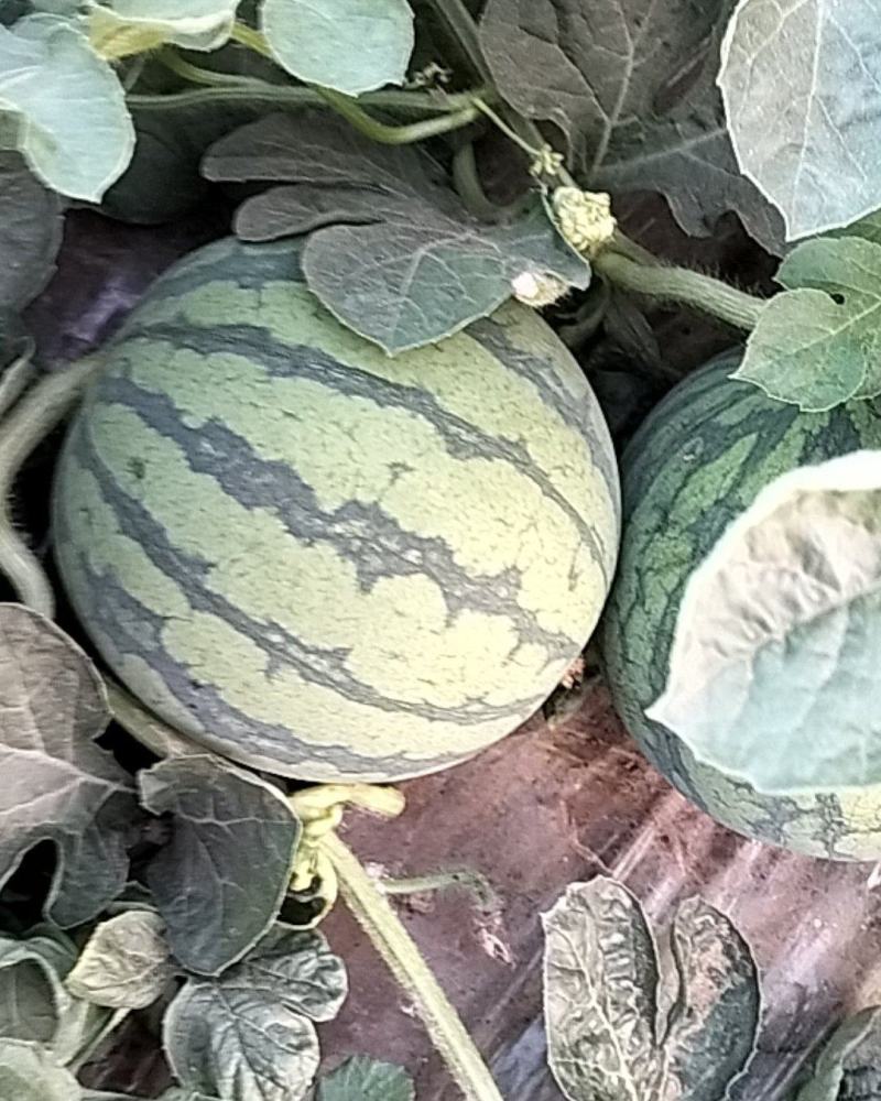 无籽儿蜜童小西瓜6月1号正式上线。