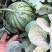 无籽儿蜜童小西瓜6月1号正式上线。
