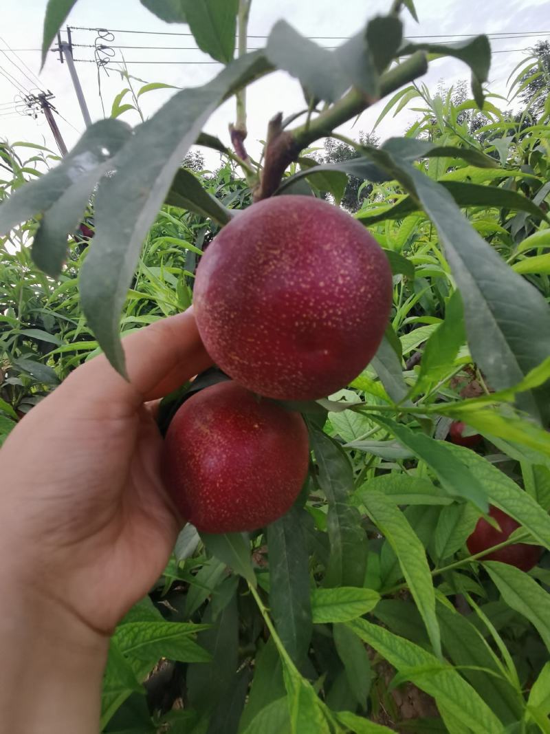 山东陆地中油四号油桃，大量上市，量大从优，诚信经营