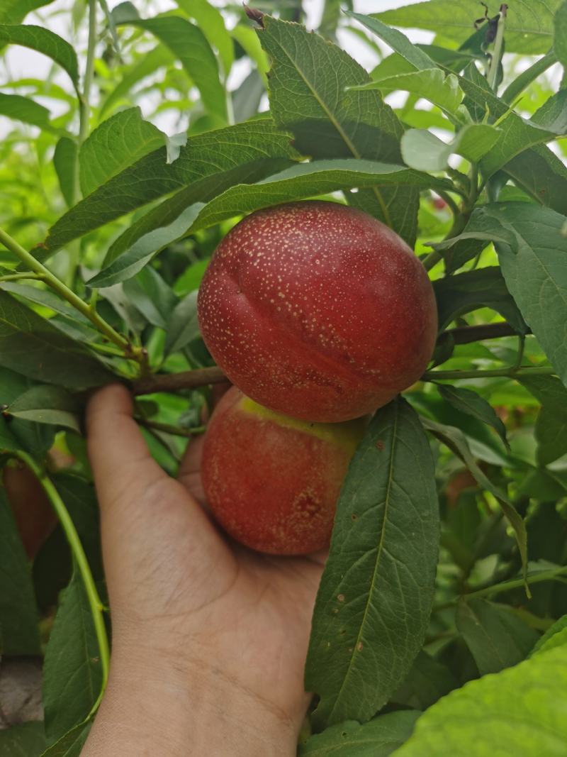 山东陆地中油四号油桃，大量上市，量大从优，诚信经营