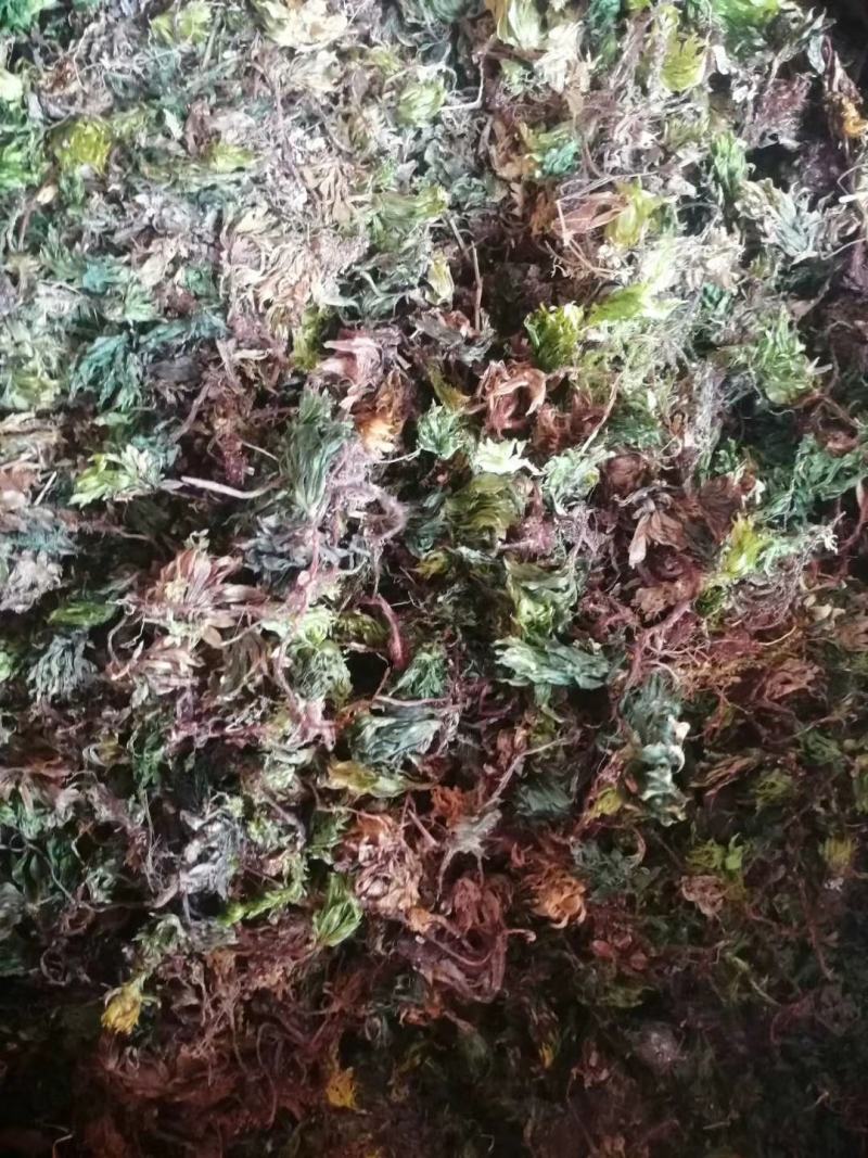 回心春野生回心春干货