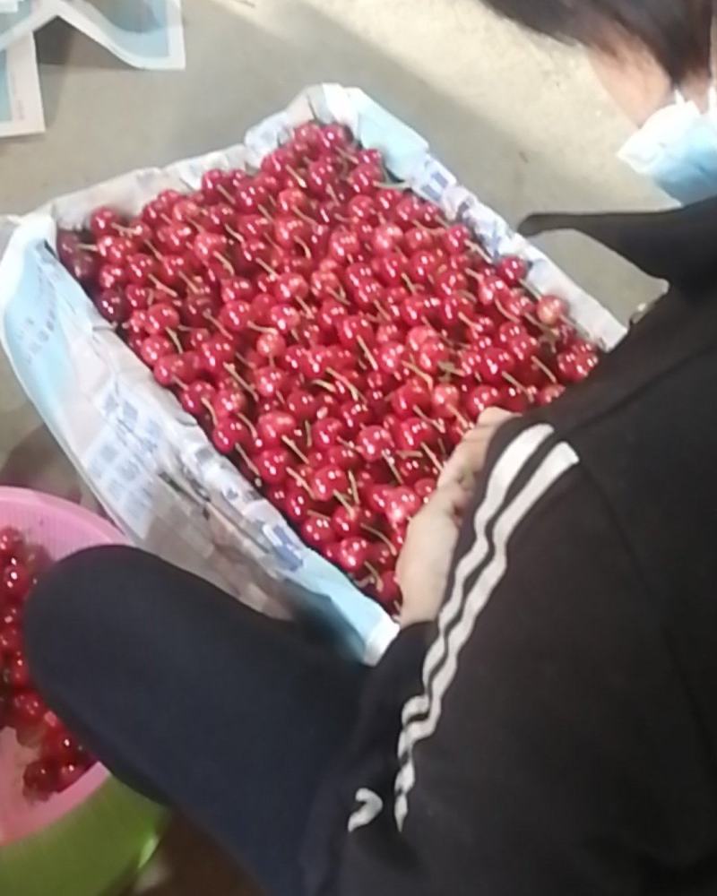 梅早樱桃
