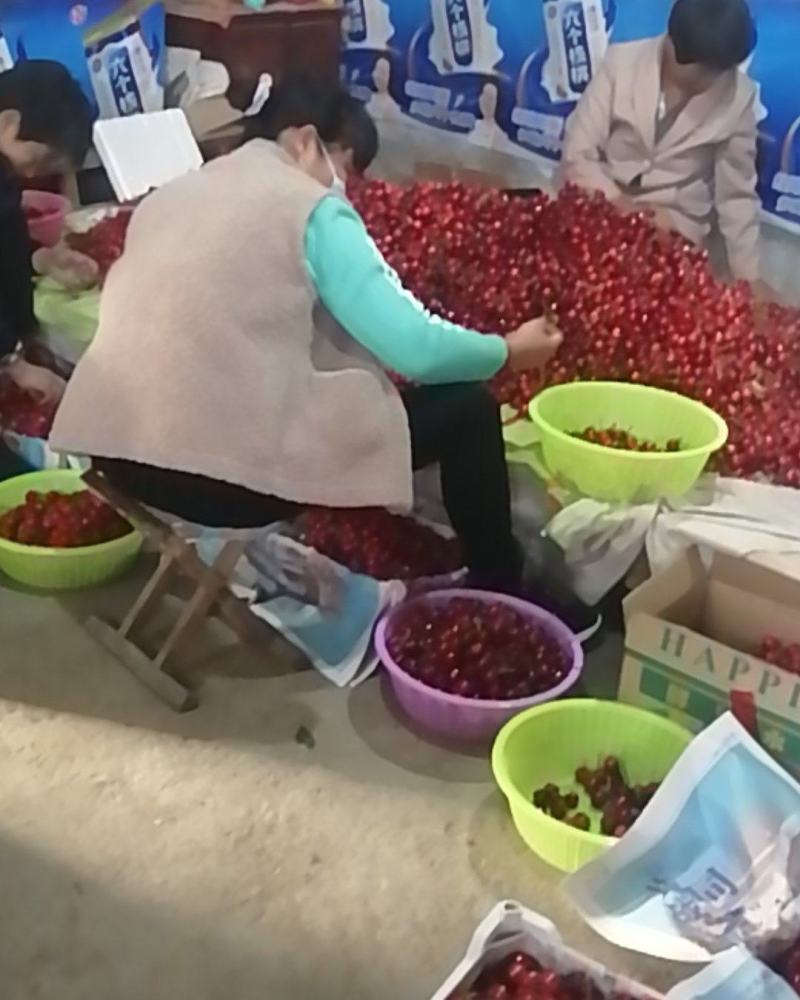 梅早樱桃