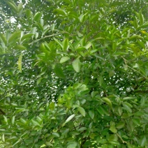 积壳江西樟树地道药材(干湿货)