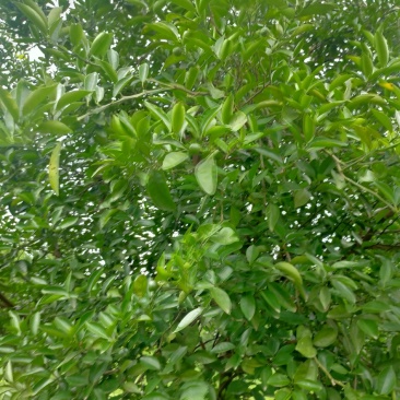 积壳江西樟树地道药材(干湿货)