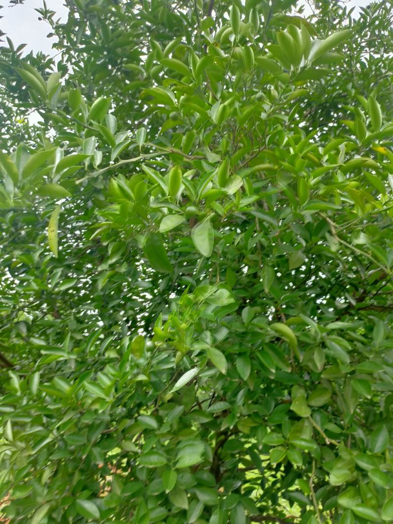 积壳江西樟树地道药材(干湿货)