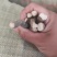 甘肃赤芍