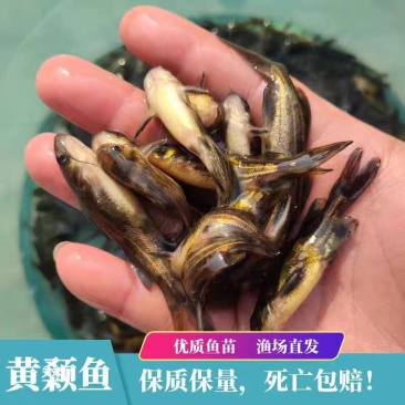 黄颡鱼苗（黄骨鱼苗）基地孵化规格齐全，合作养包技术包回收