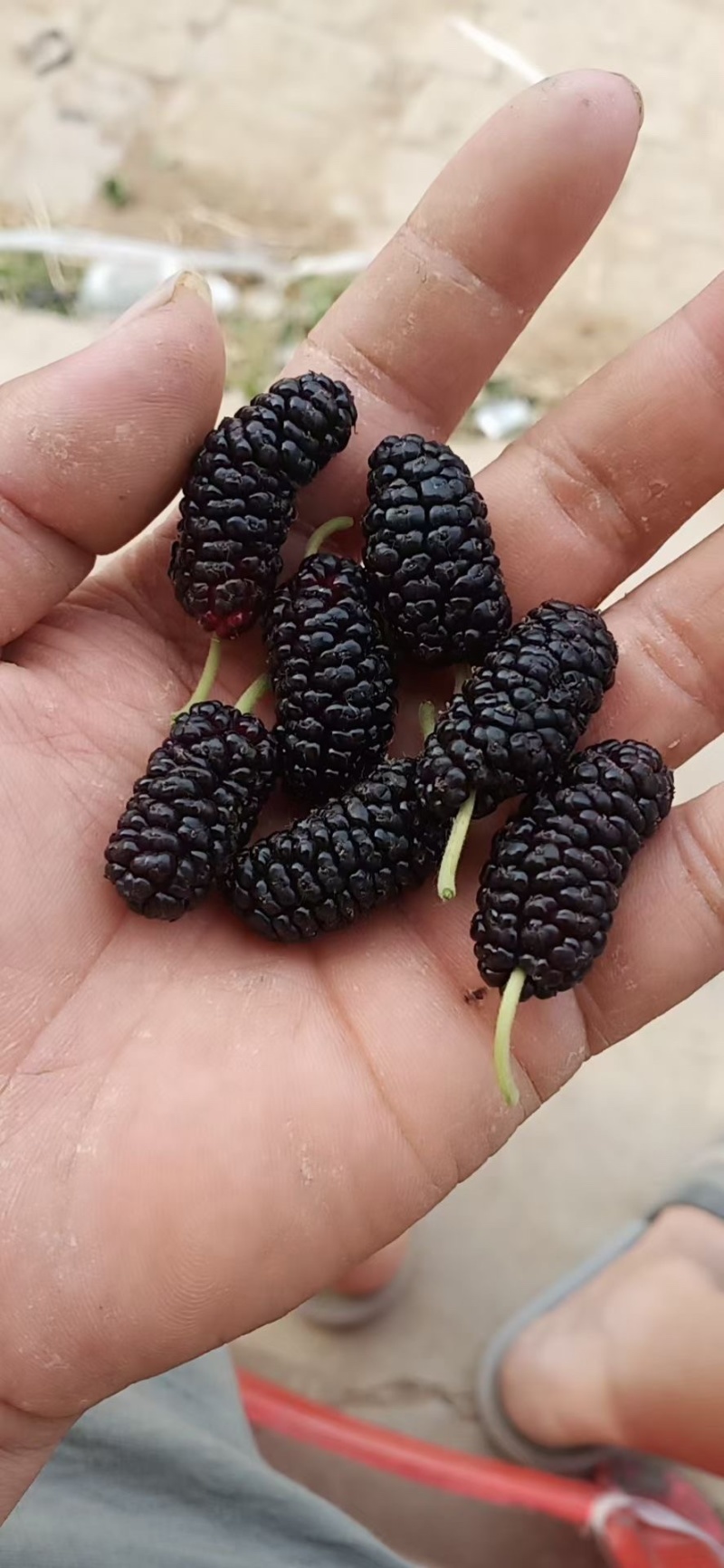 【优选】黑珍珠桑葚特点甜度高，酿酒，榨汁日供50吨