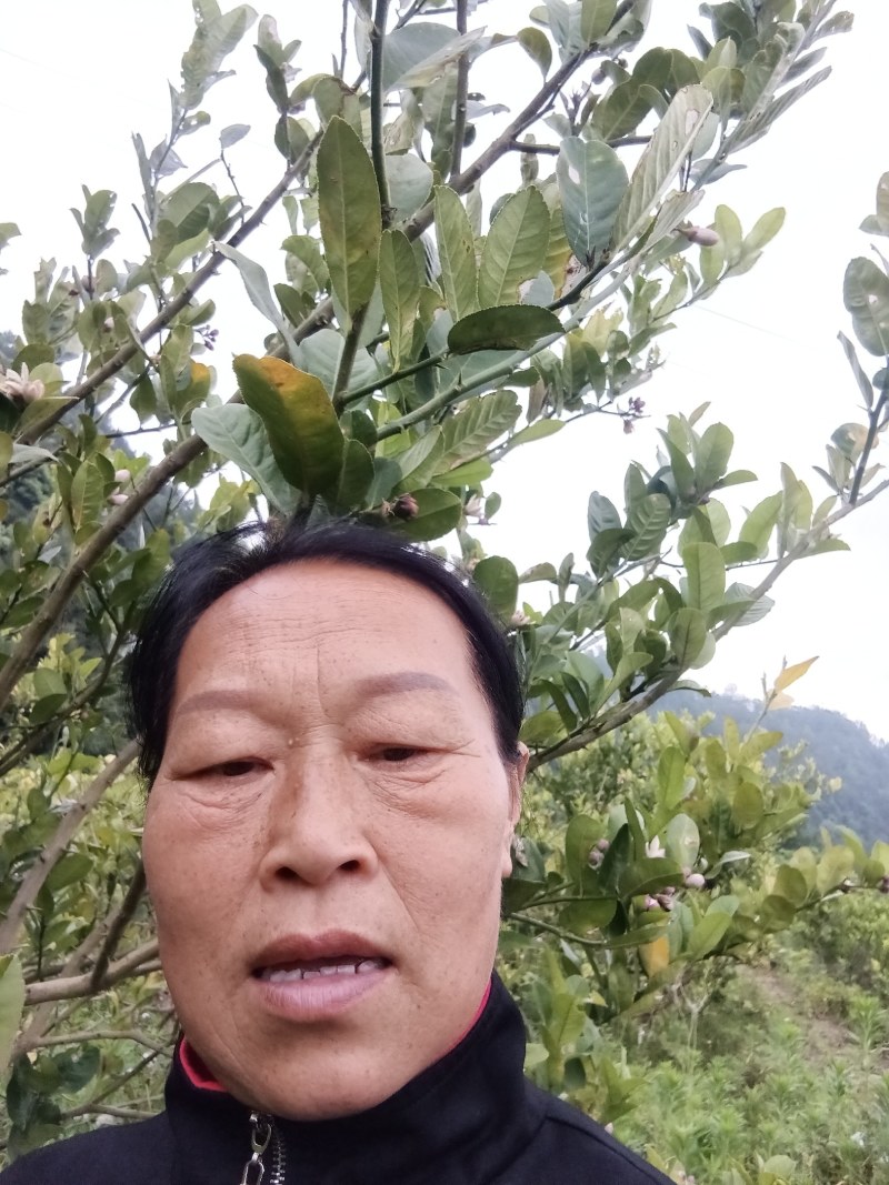 佛手嫁接苗，易管理，产量高，佛手苗批发，零售，自产自销，
