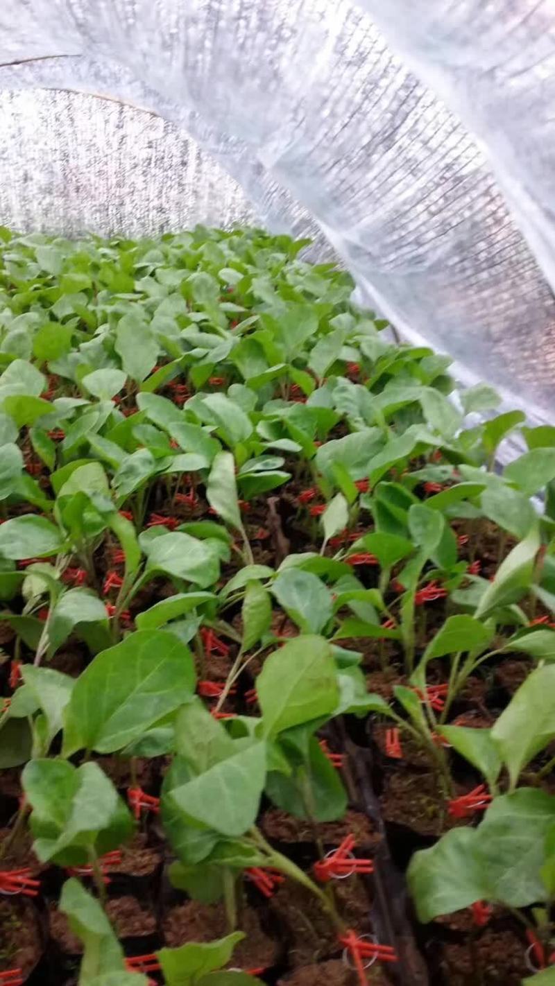 嫁接茄子砧木种子茄子嫁接砧木种子茄子嫁接专用砧木