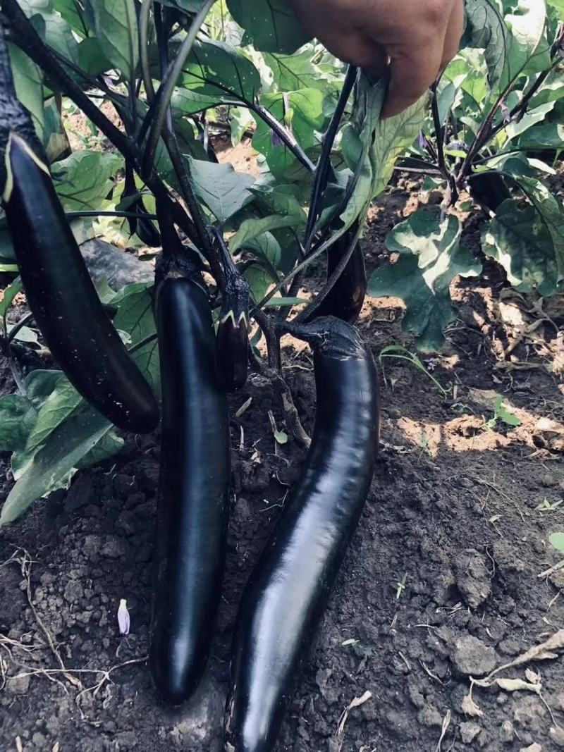嫁接茄子砧木种子茄子嫁接砧木种子茄子嫁接专用砧木