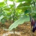 嫁接茄子砧木种子茄子嫁接砧木种子茄子嫁接专用砧木