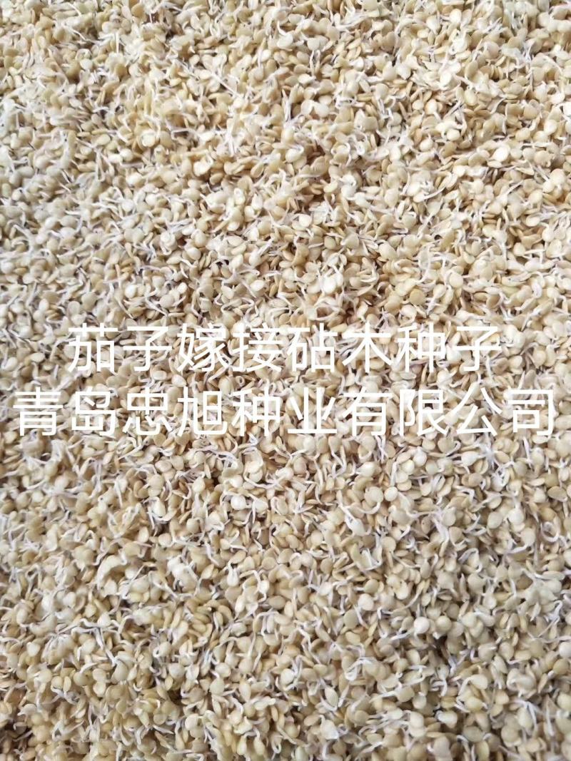 嫁接茄子砧木种子茄子嫁接砧木种子茄子嫁接专用砧木