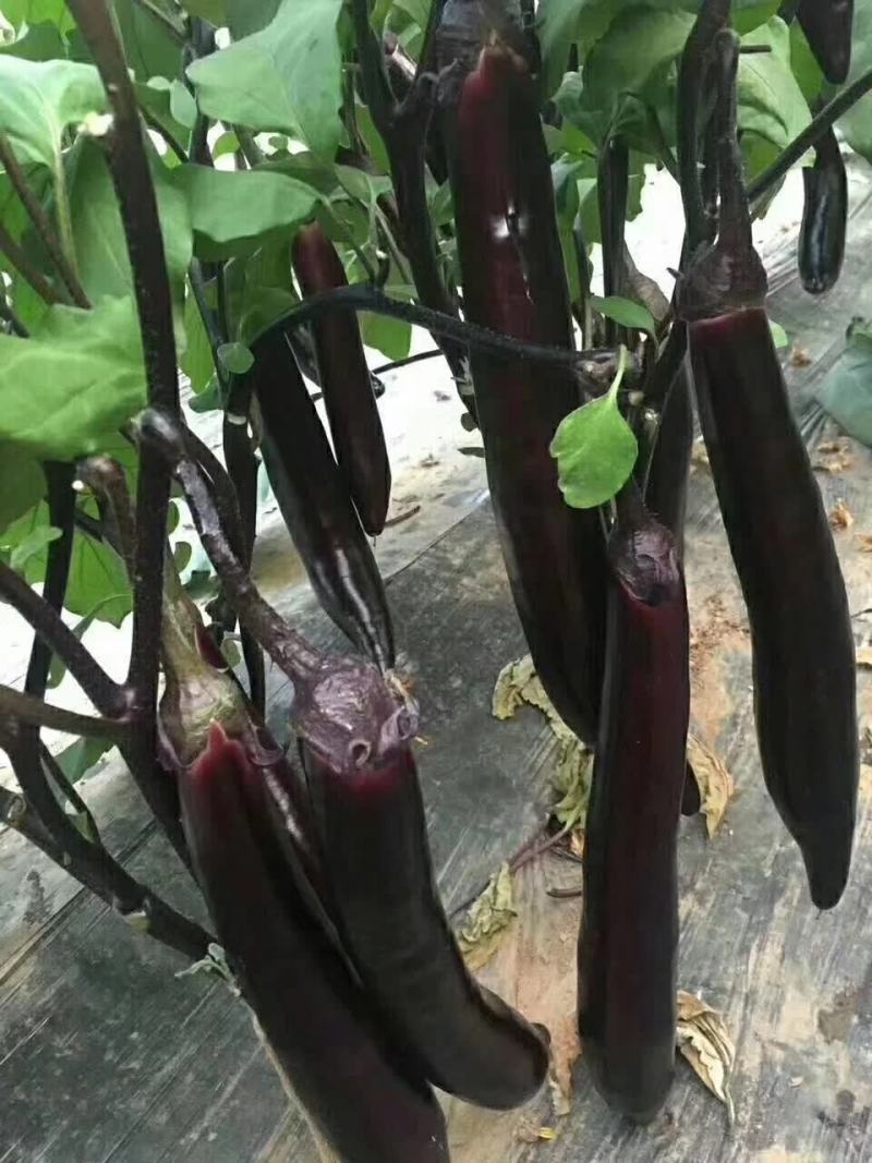 嫁接茄子砧木种子茄子嫁接砧木种子茄子嫁接专用砧木