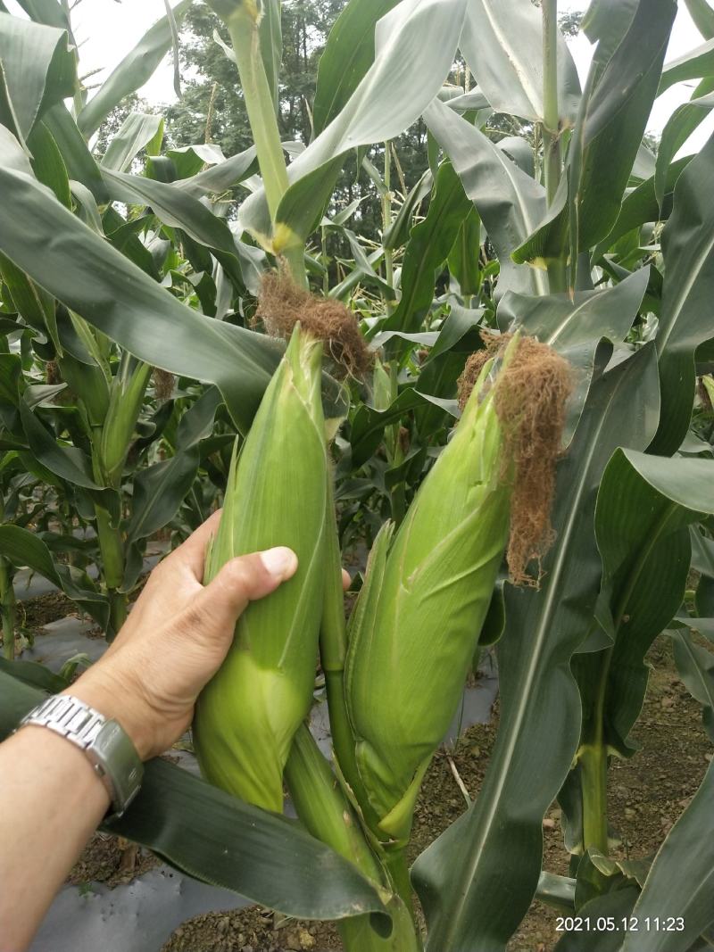鲜食玉米甜糯玉米
