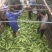 鲜食玉米甜糯玉米