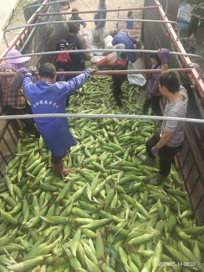 鲜食玉米甜糯玉米