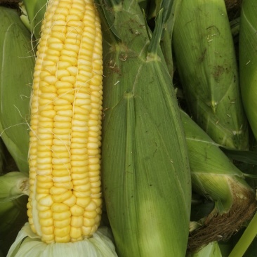 鲜食玉米甜糯玉米