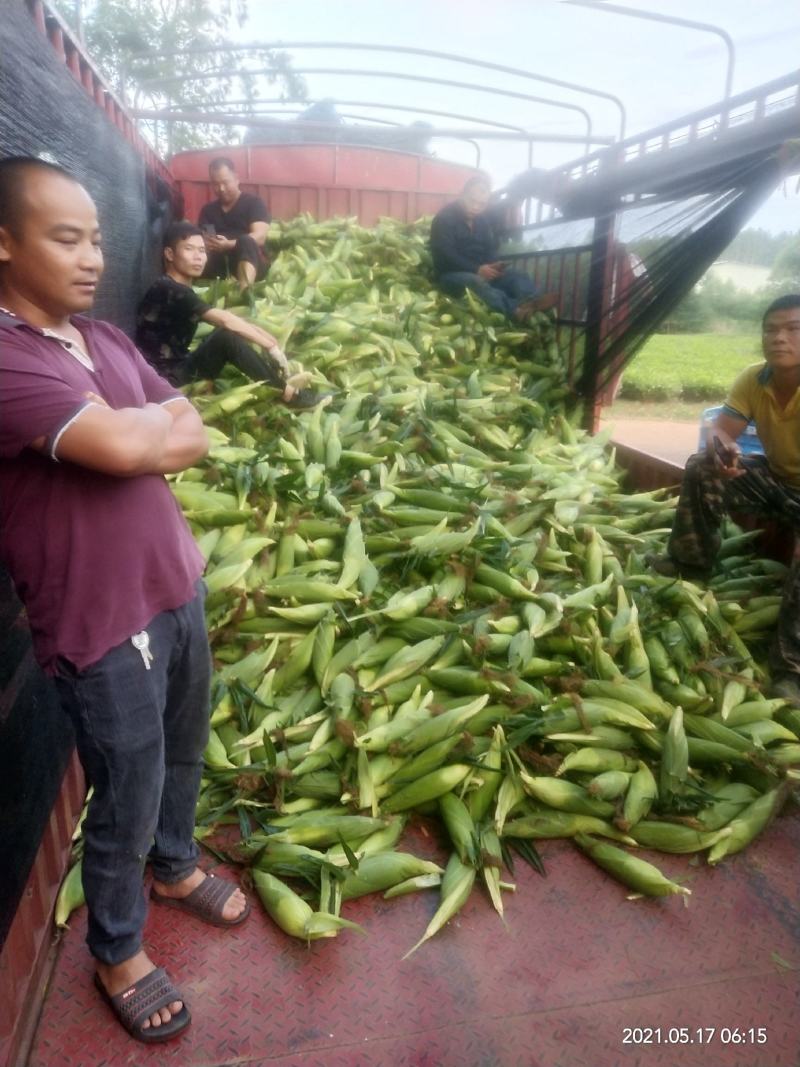 鲜食玉米甜糯玉米