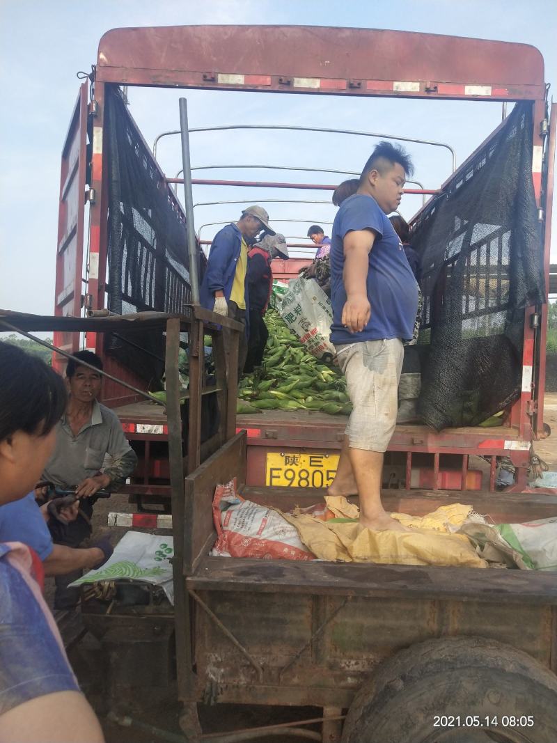 鲜食玉米甜糯玉米