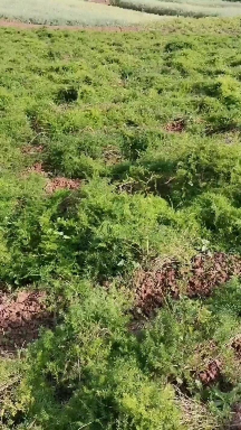 地道药材，天冬，产地直销，质优价廉，价格美丽。